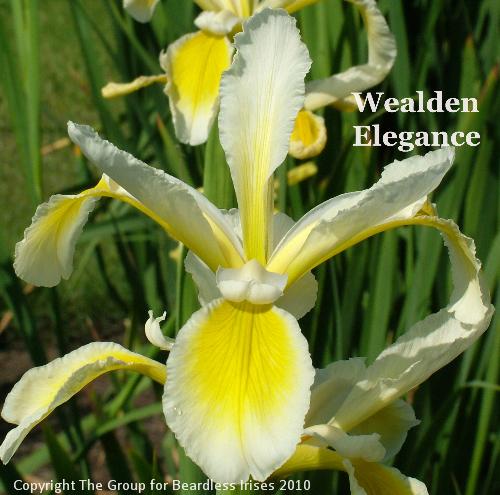 Wealden Elegance (3)